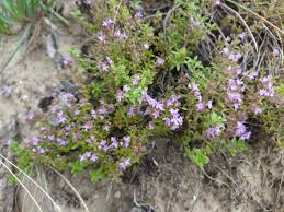 plante sauvage thym